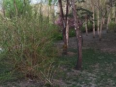 -群力丁香公园