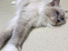 -藏猫猫咖啡主题馆(中央大道店)