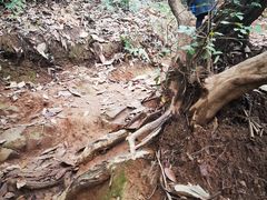 -杭州半山国家森林公园