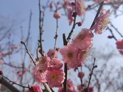 -梅花山(明孝陵内)