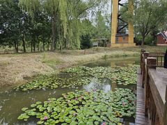 -微山湖红荷湿地景区
