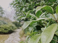 -桃花岛景观公园