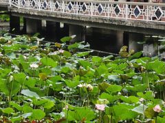 -荔湾湖公园