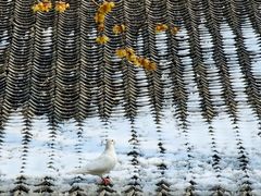 -西安大兴善寺