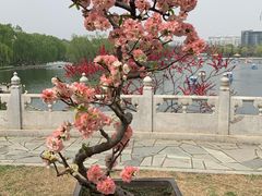 -陶然亭公园