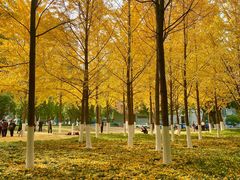 -西北湖绿化广场