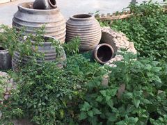 -上海都市菜园