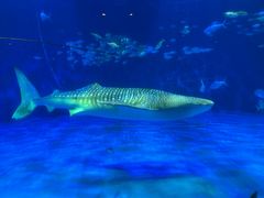 -鹿儿岛水族馆
