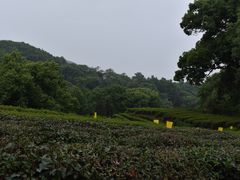 -西湖风景区十里琅珰-五云山