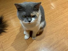 -猫冇咖·家门口的撸猫馆(大融城店)