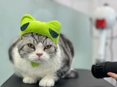 -爱洗澡的猫(望京店)