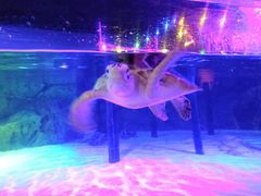 -暹罗海洋世界