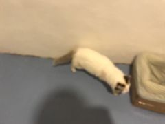 -猫色咖啡·猫咖