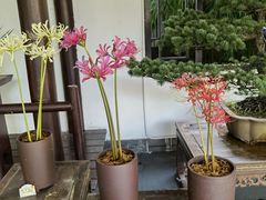-杭州植物园