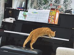 -宠物星动物医院·眼科·异宠·猫科(江南大道总院)