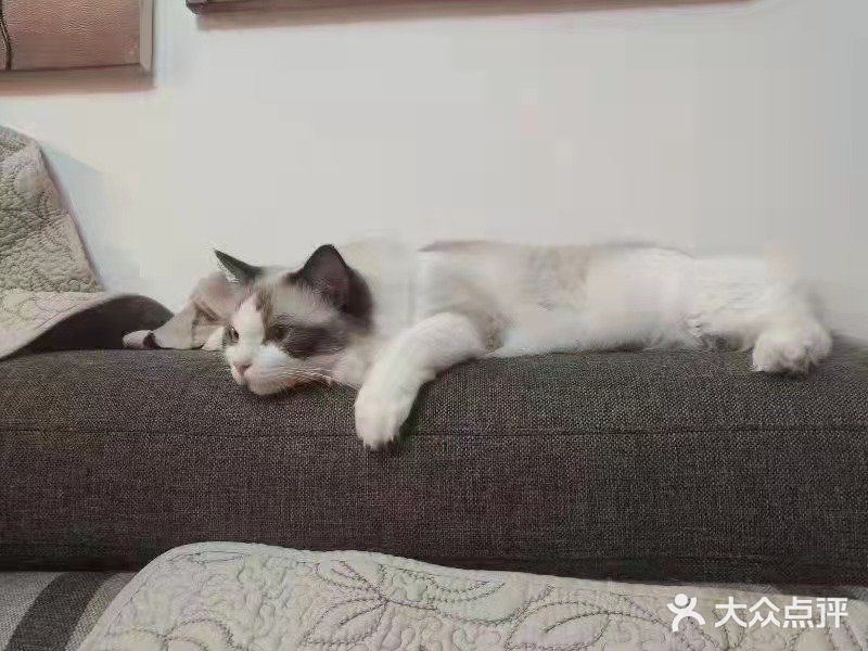 每次都看它一脸享受的样子，哈