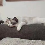 每次都看它一脸享受的样子，哈