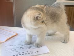 -御宝贝24h宠物医院·转诊中心·CT核磁血透中心(厦门总院)