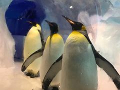 -海合安成都极地海洋公园