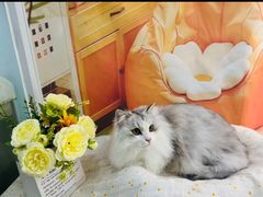 -爱洗澡的猫(望京店)