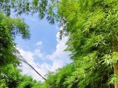 -芦沟竹海