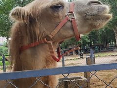 -长白岛森林公园