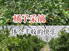 -前小桔亲子创意农场·草莓采摘·露营烧烤