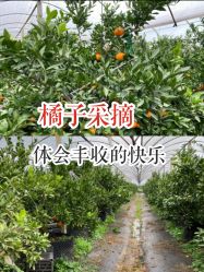 -前小桔亲子创意农场·草莓采摘·露营烧烤