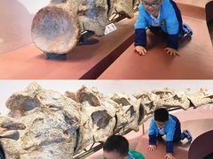 -自贡恐龙博物馆