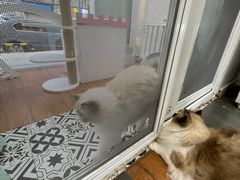 -青奢宠物·青奢猫舍