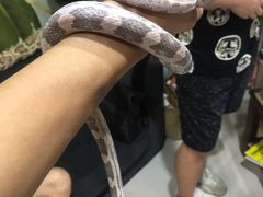 -乌龙爬宠部落(信和购物广场店)