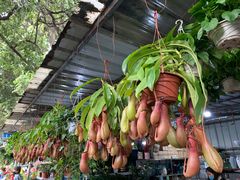 -桂林市花鸟市场