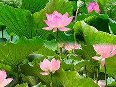 -荔湾湖公园