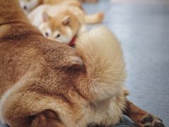 -柴源莊·柴小宠柴犬咖啡