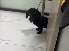 -嘉馨宠物医院·CT影像转诊·心脏科·犬猫全科诊疗中心(下沙大学城院区)