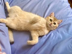 -柚子猫舍·精品猫舍购猫·猫咪认养·购宠·宠物店