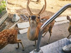 -清迈夜间动物园