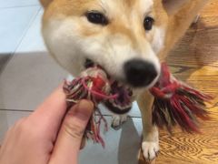 -柴务处·柴犬主题狗咖