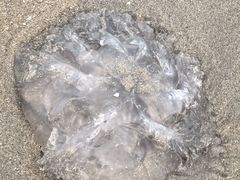 -中国第一滩