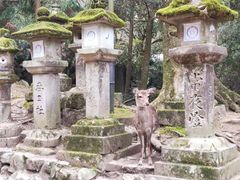 -奈良公园