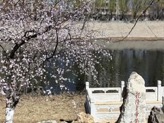 -桃花堤公园