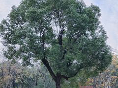 -杭州城北体育公园