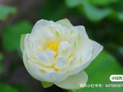 -南园(太仓市)
