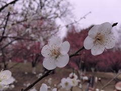 -杭州植物园