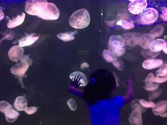 -石家庄极地海洋世界