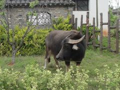 -杏花村文化旅游区