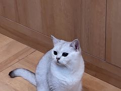 -是阿柴呀！柴犬咖啡·爱喵喵猫咖