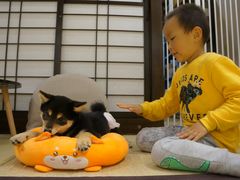-逗柴咖啡屋·狗咖猫咖宠物桌游