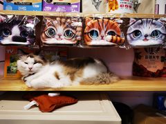 -囡的喵喵酱·萌宠生活馆·宠物洗护美容(胶州路店)