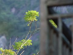 -大罗山风景区